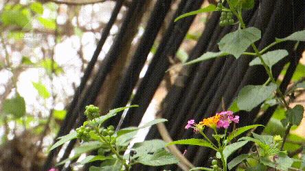 DƬ